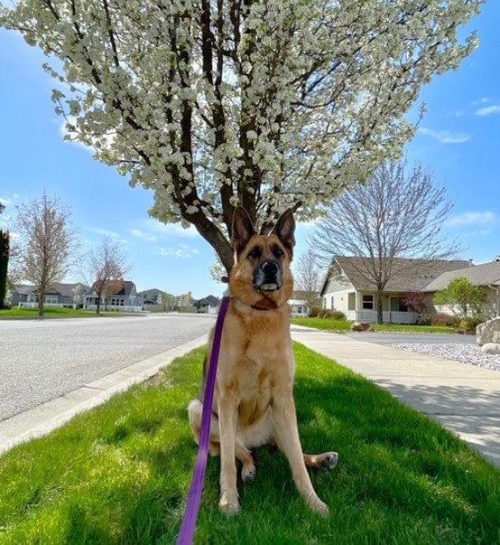 A German Shephard dog sits in front of a flowering tree.