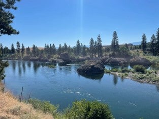 A river with evergreen trees along its bank under sunny blue skies