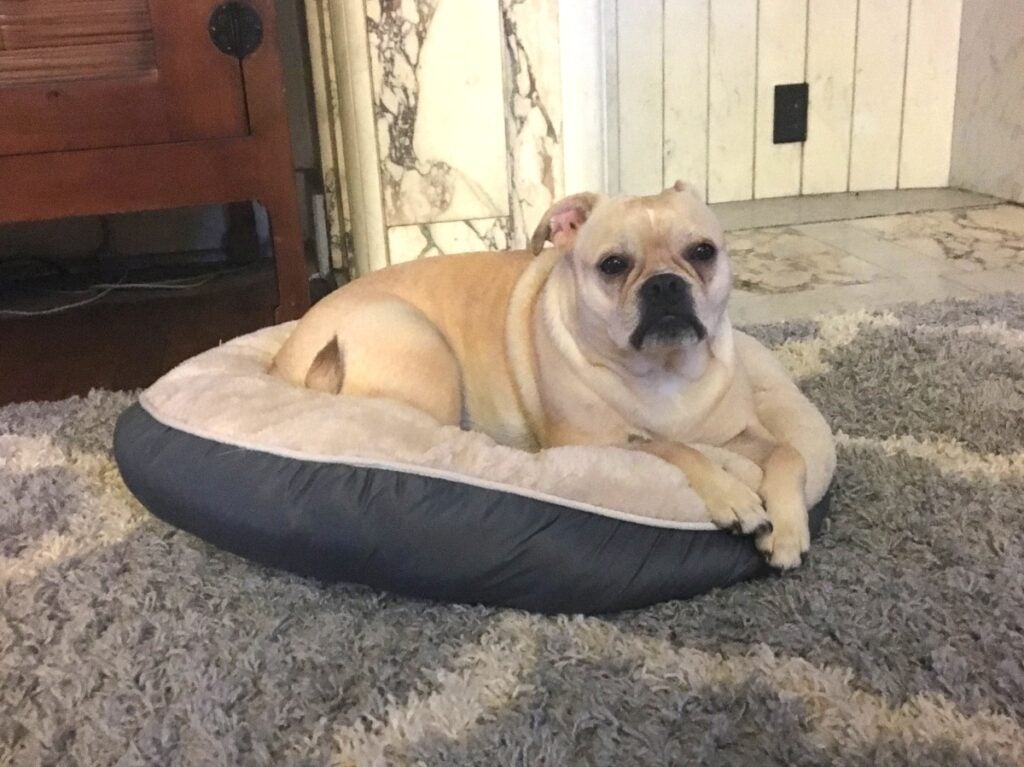 A dog sitting on a dog bed on green patterned carpet. 