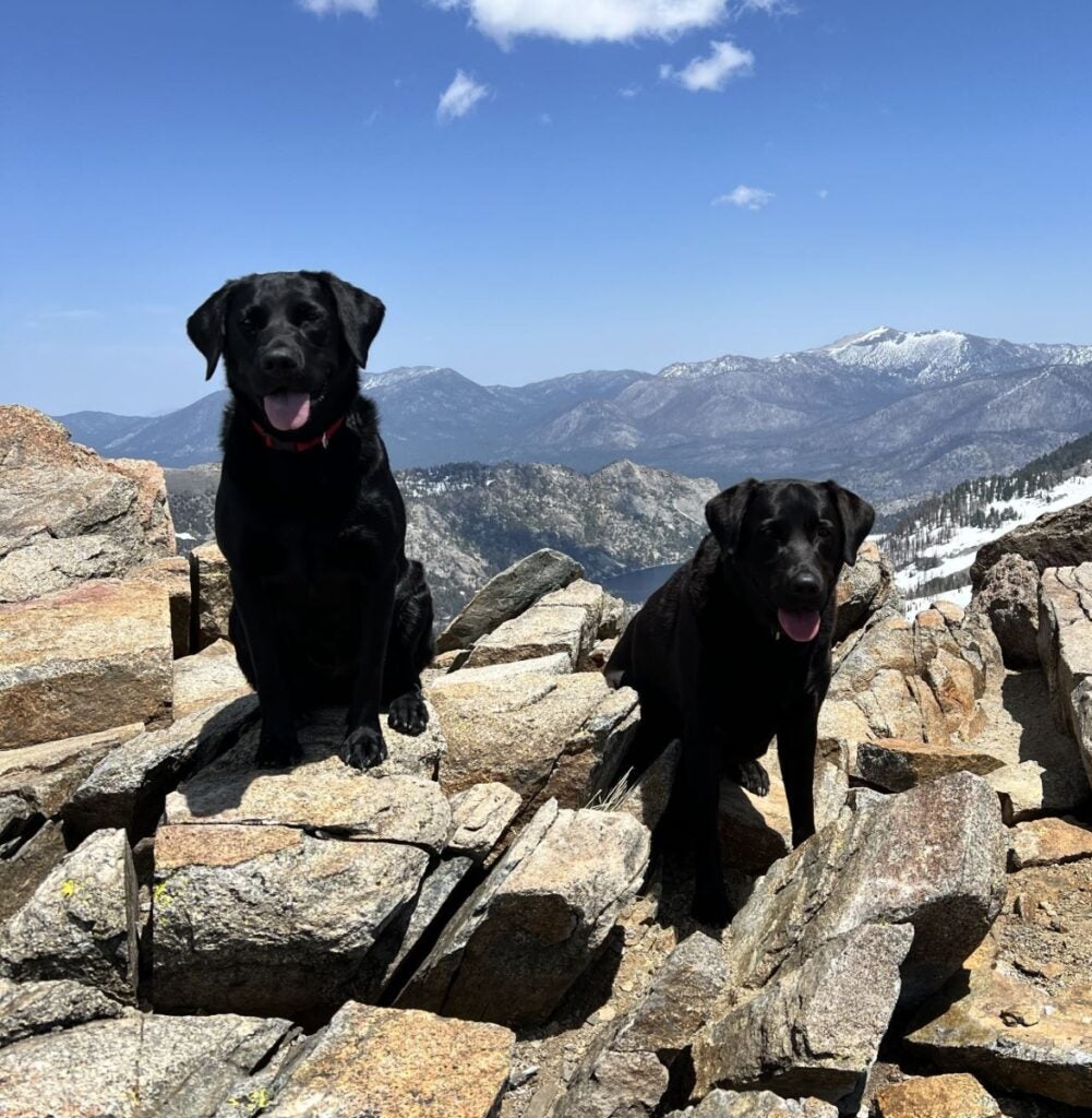 Joel Stevans’ two black Labs, Cash and Whitney.