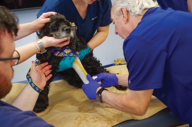 Three clinicians wearing blue scrubs putting a cast on a Cocker Spaniel.