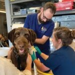 Three clinicians (two women and one man) wearing scrubs and placing a cast on an Aussiedoodle.