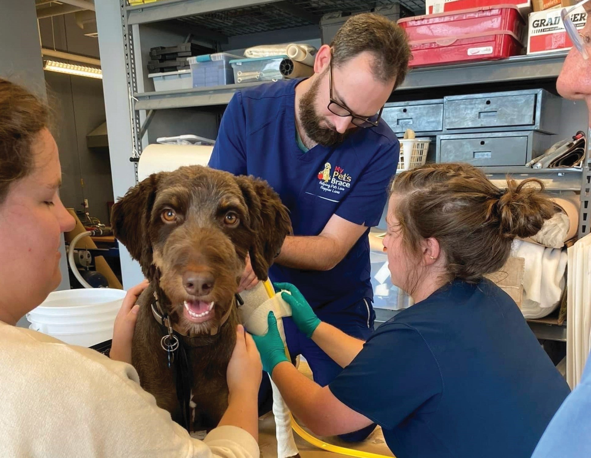 Three clinicians (two women and one man) wearing scrubs and placing a cast on an Aussiedoodle.