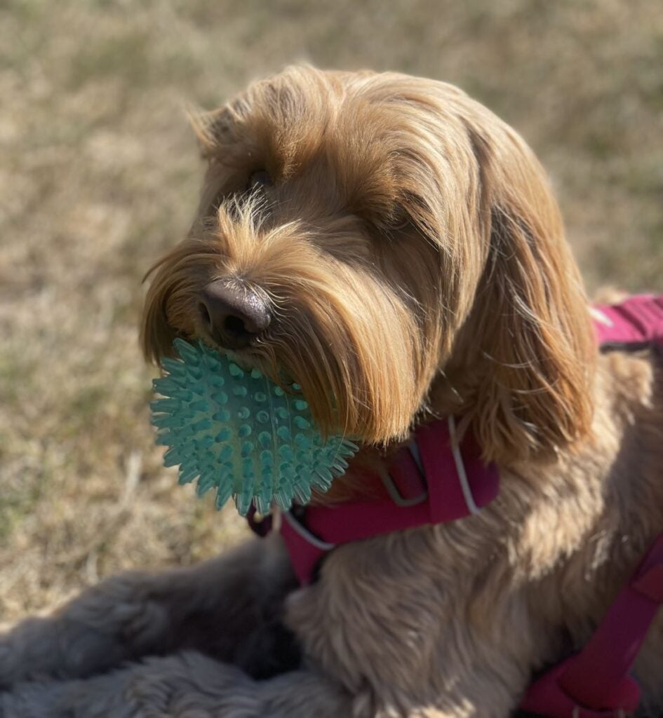 Shireesh Bhalerao's Aussie Laboradoodle named Ginger.