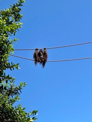 An orangutang hangs on ropes at a zoo