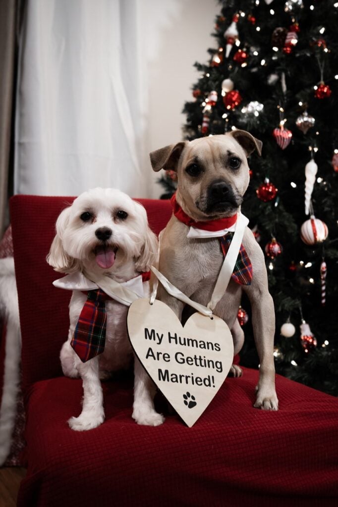 A small white dog and a tan dog huddled together wearing a heart sign and sitting on a red chair next to a Christmas tree.